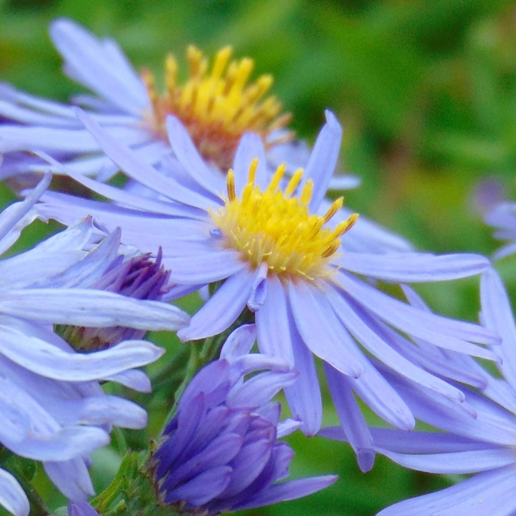 Aster dumosus Professor Anton Kippenberg