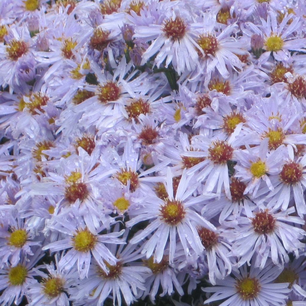 Aster dumosus Silberblaukissen