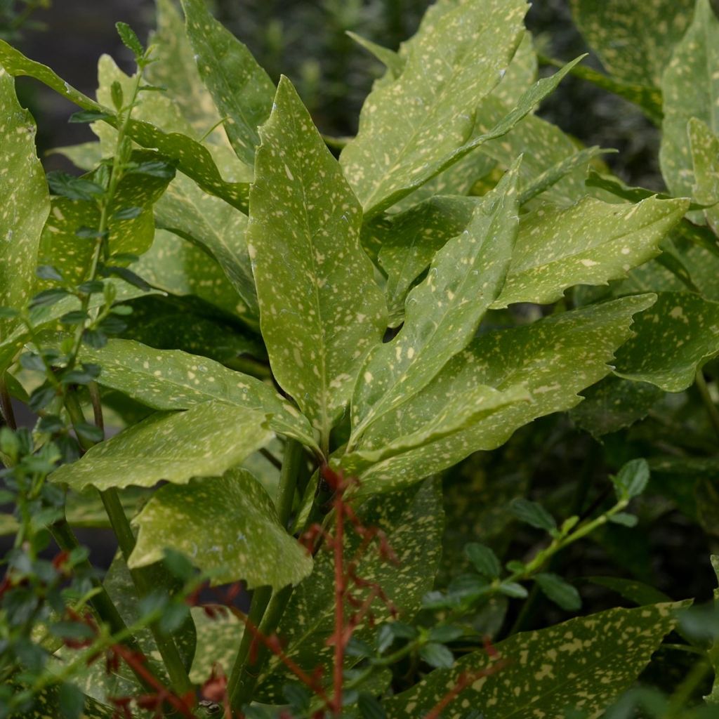 Aucuba japonica Variegata- Spotted Laurel