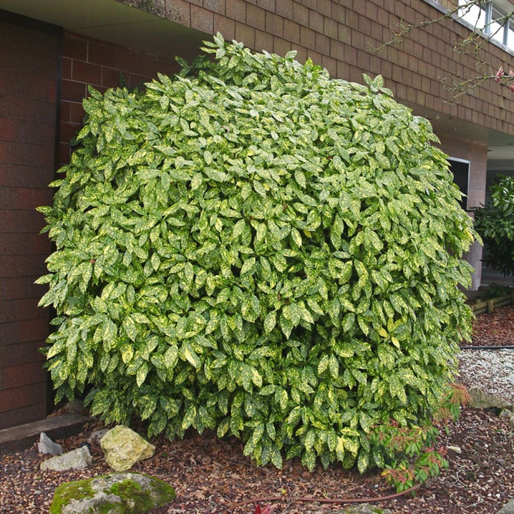 Aucuba japonica Variegata- Spotted Laurel