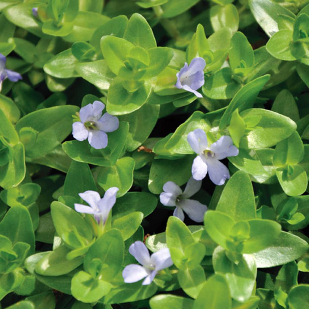 Bacopa caroliniana