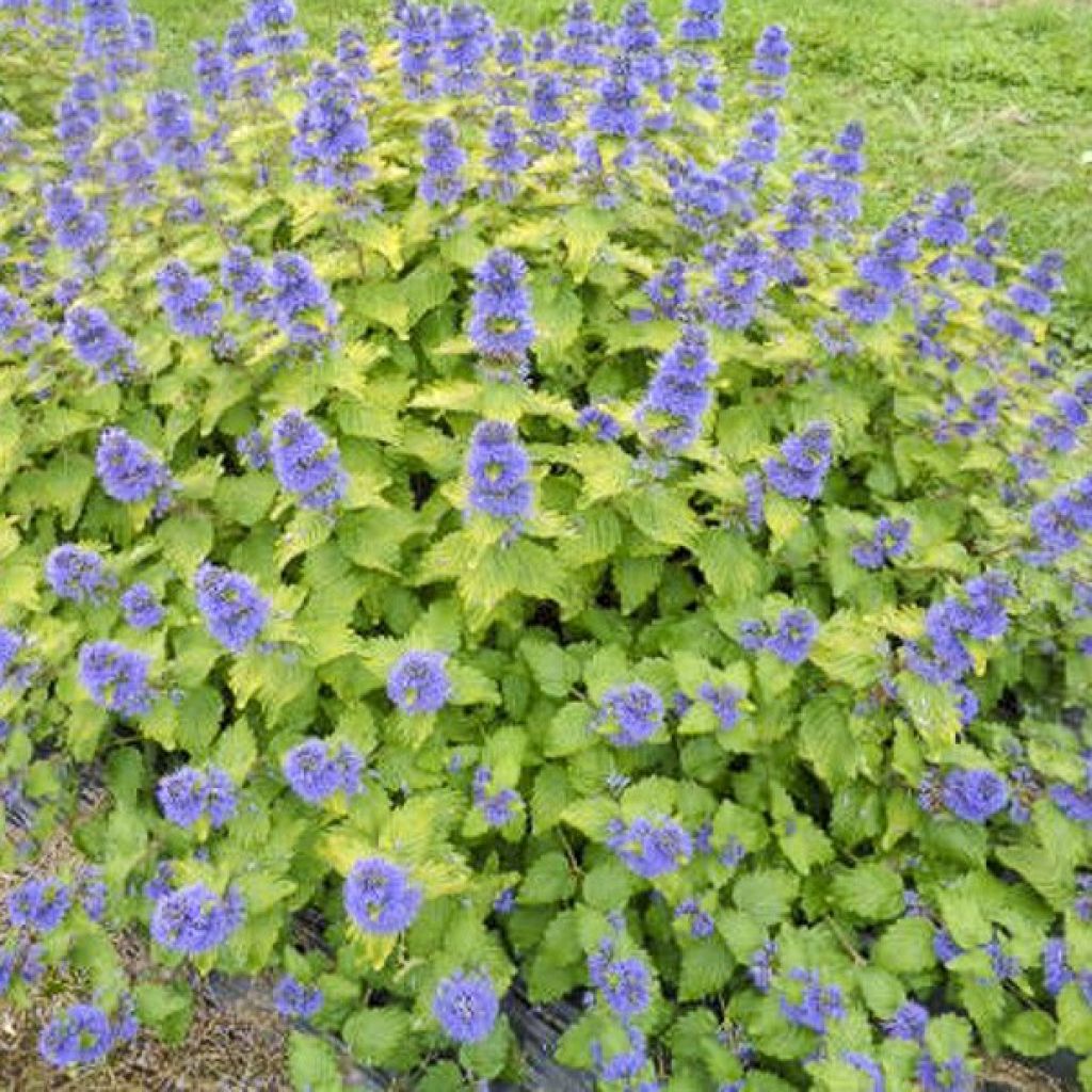 Caryopteris Good as Gold - Bluebeard