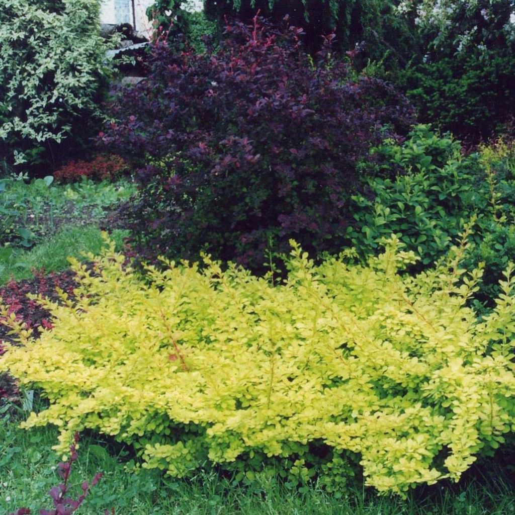 Berberis thunbergii Golden Carpet - Barberry