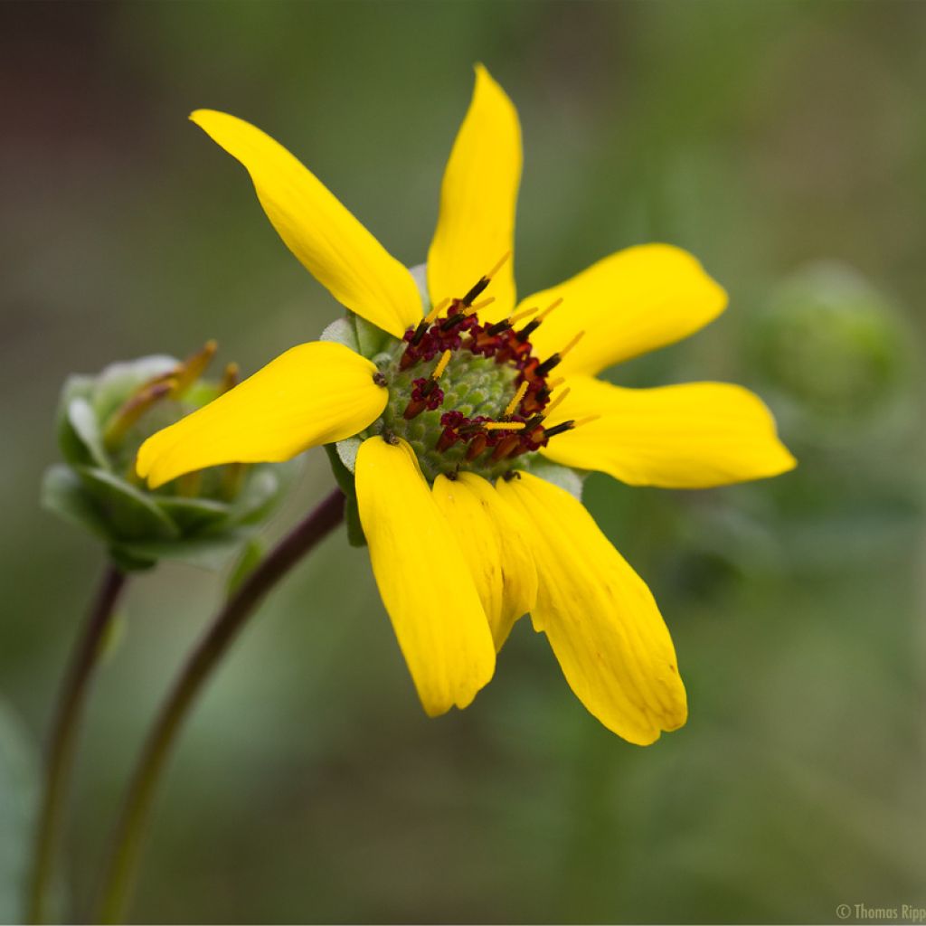 Berlandiera lyrata