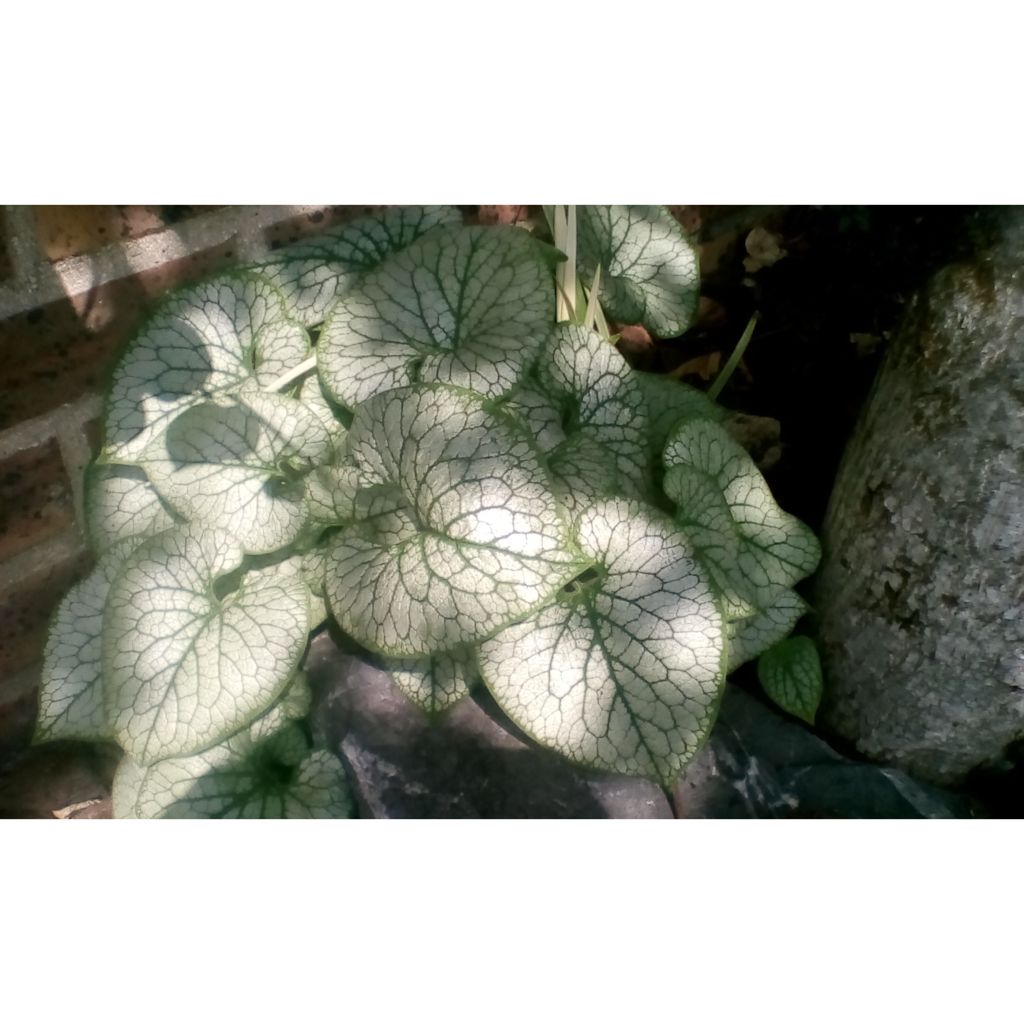 Brunnera macrophylla Jack Frost - Siberian Bugloss