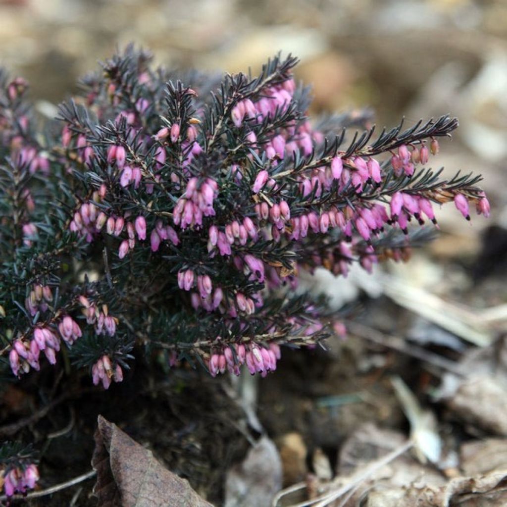 Erica darleyensis Kramers Rote - Winter Heath