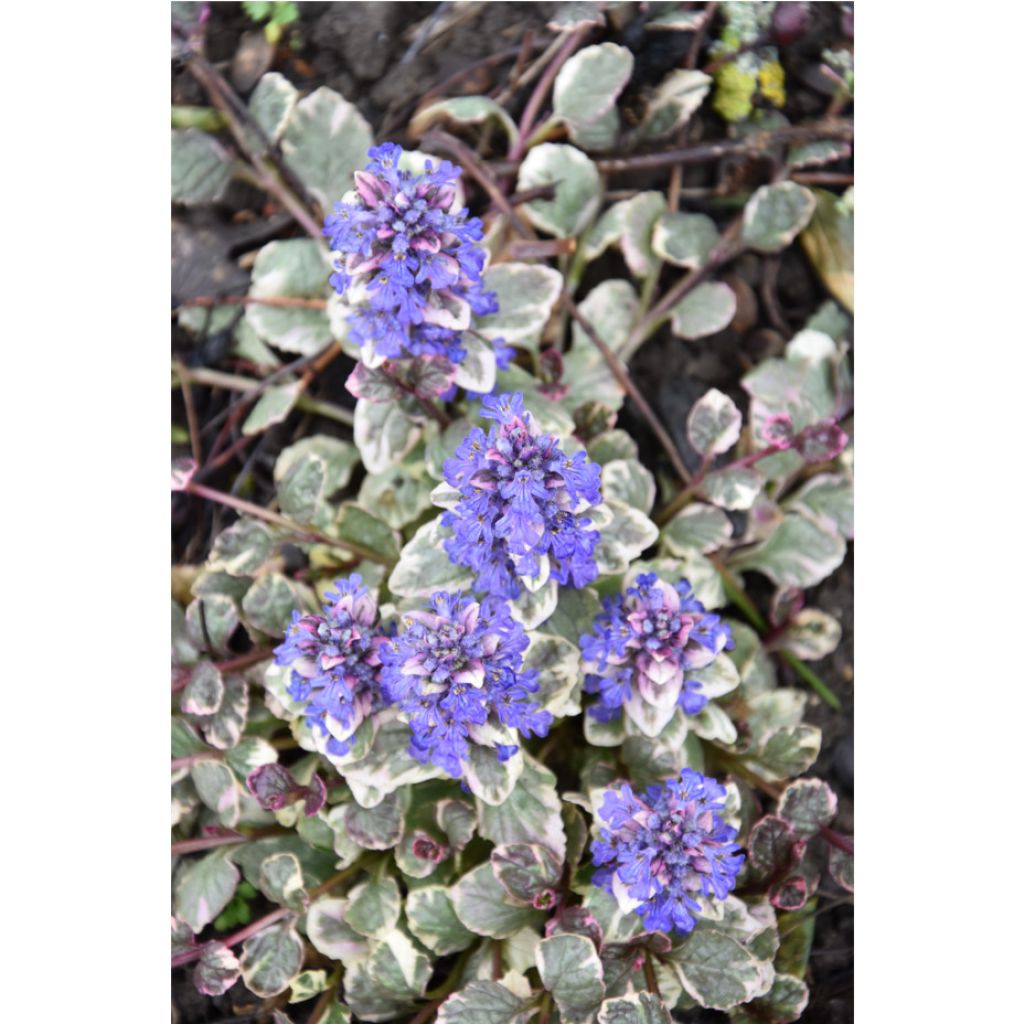 Ajuga reptans Burgundy Glow