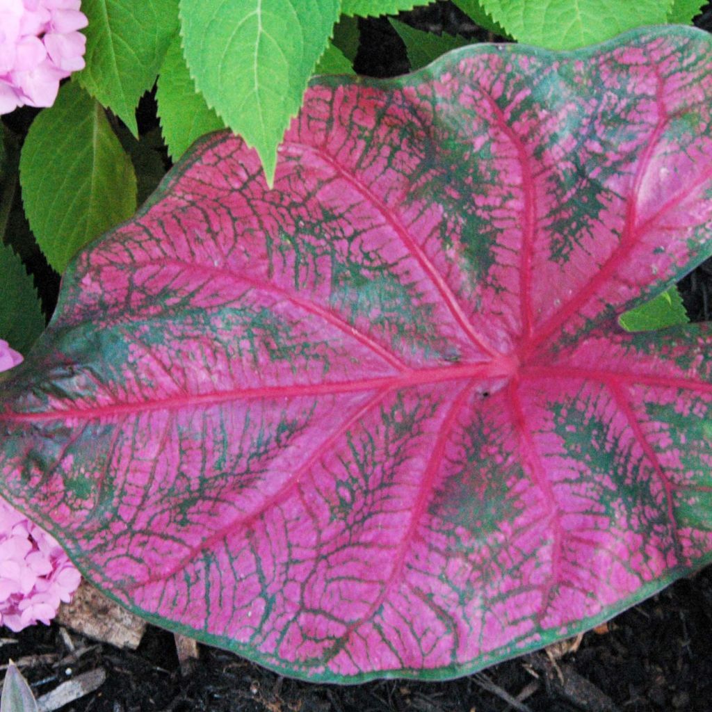 Caladium Fannie Munson - Angel Wings