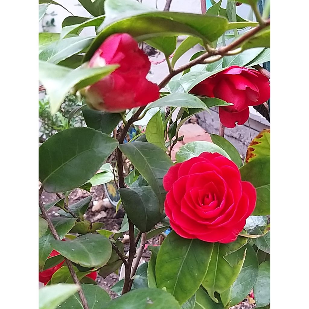 Camellia japonica Coquetti