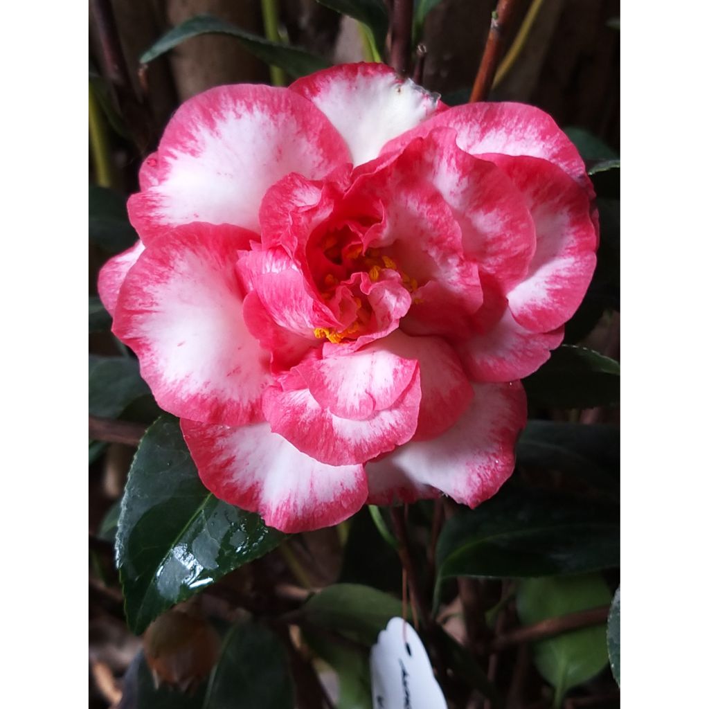 Camellia Bettys Beauty