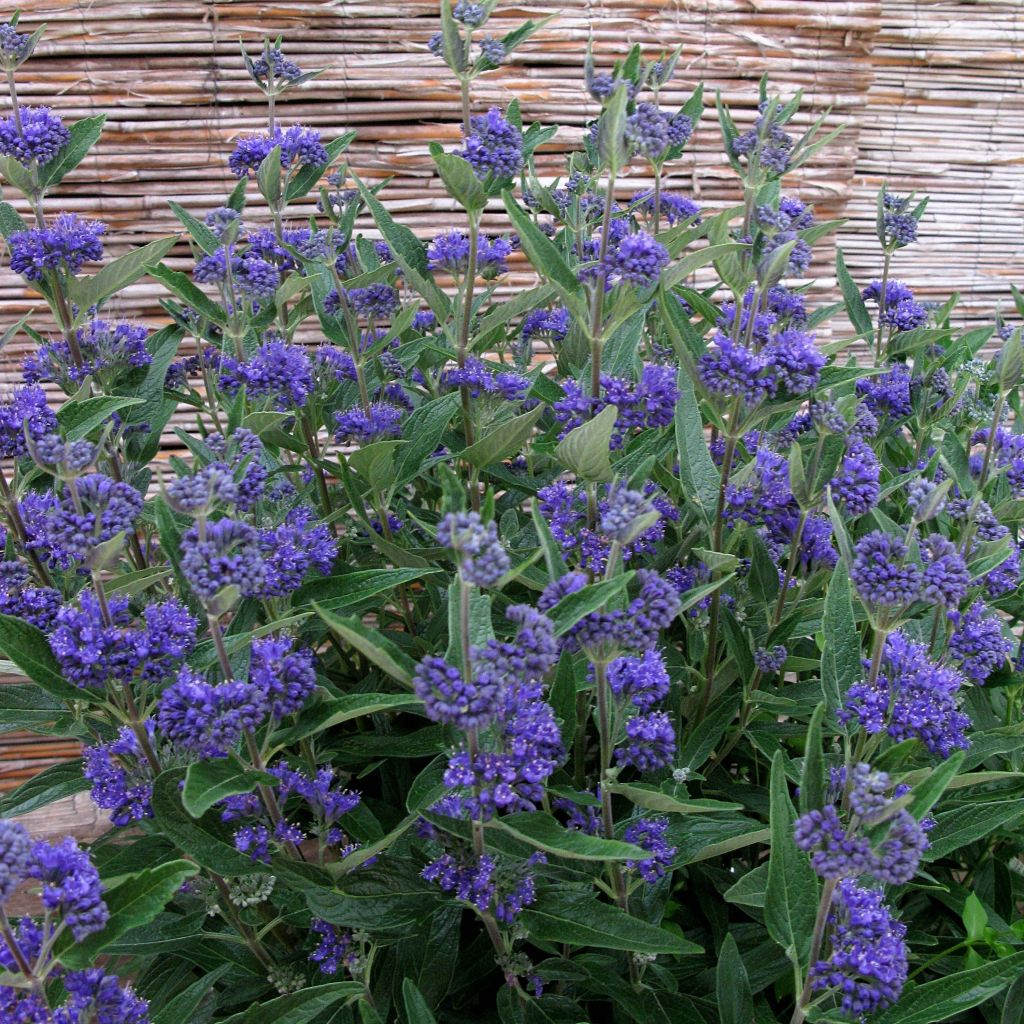 Caryopteris clandonensis Thetis - Bluebeard