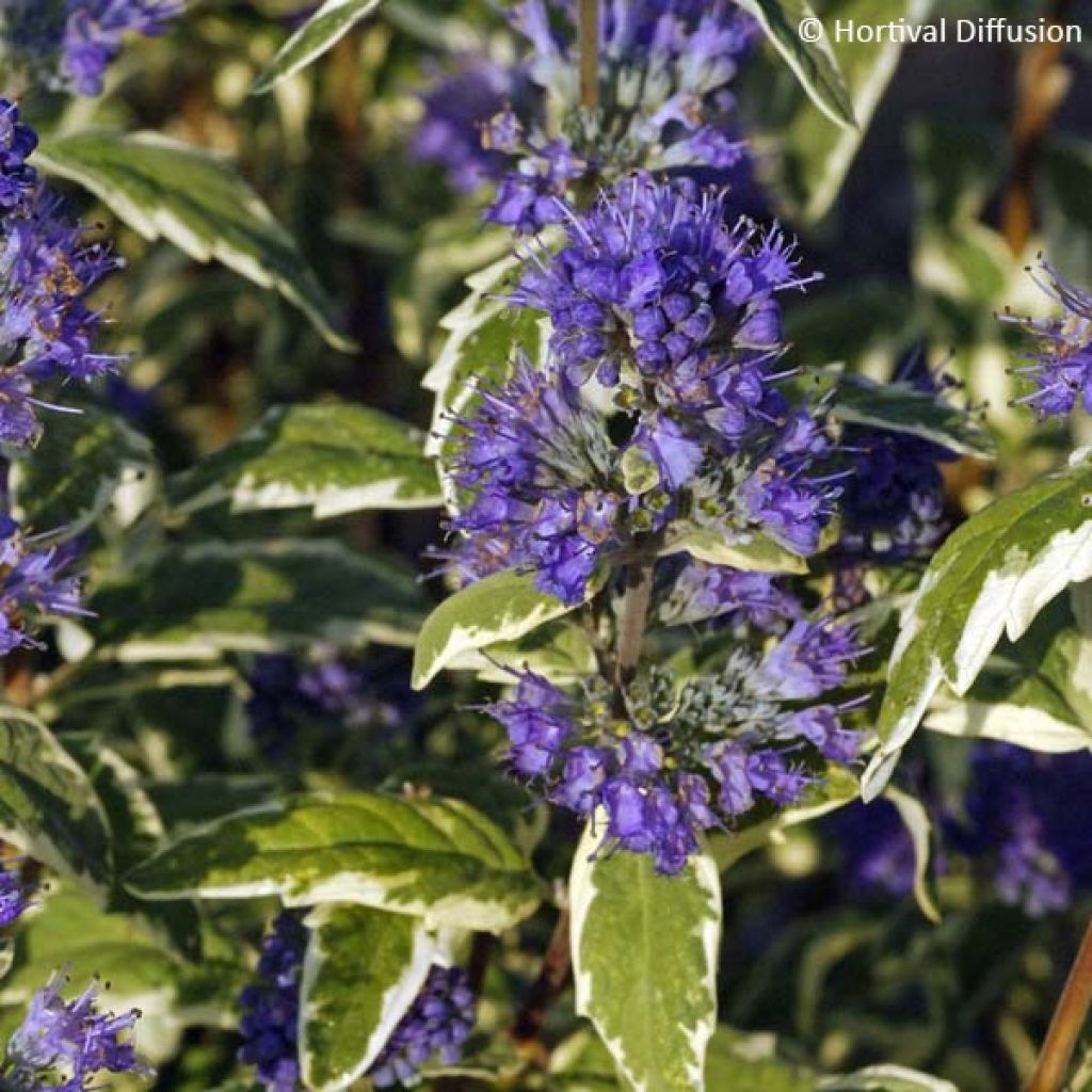 Caryopteris clandonensis White Surprise - Bluebeard