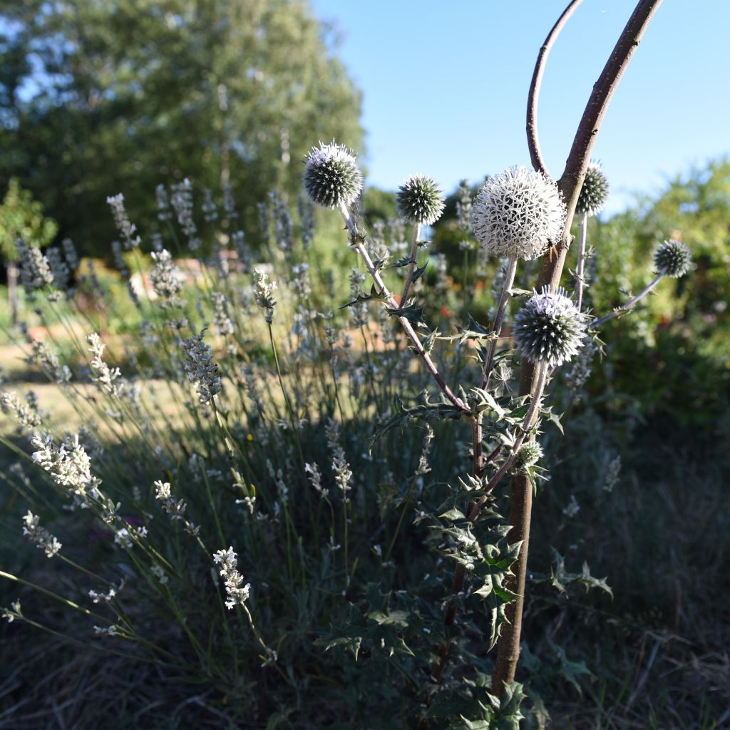 Echinops sphaerocephalum Arctic Glow