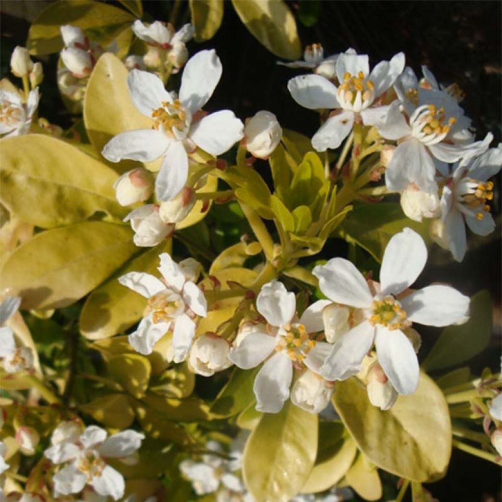 Choisya ternata Sundance - Mexican orange blossom