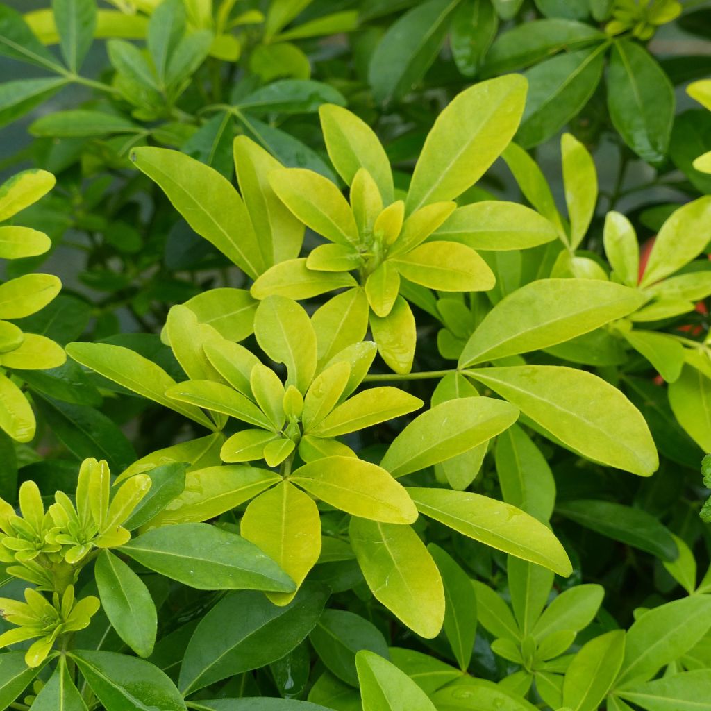 Choisya ternata Sundance - Mexican orange blossom