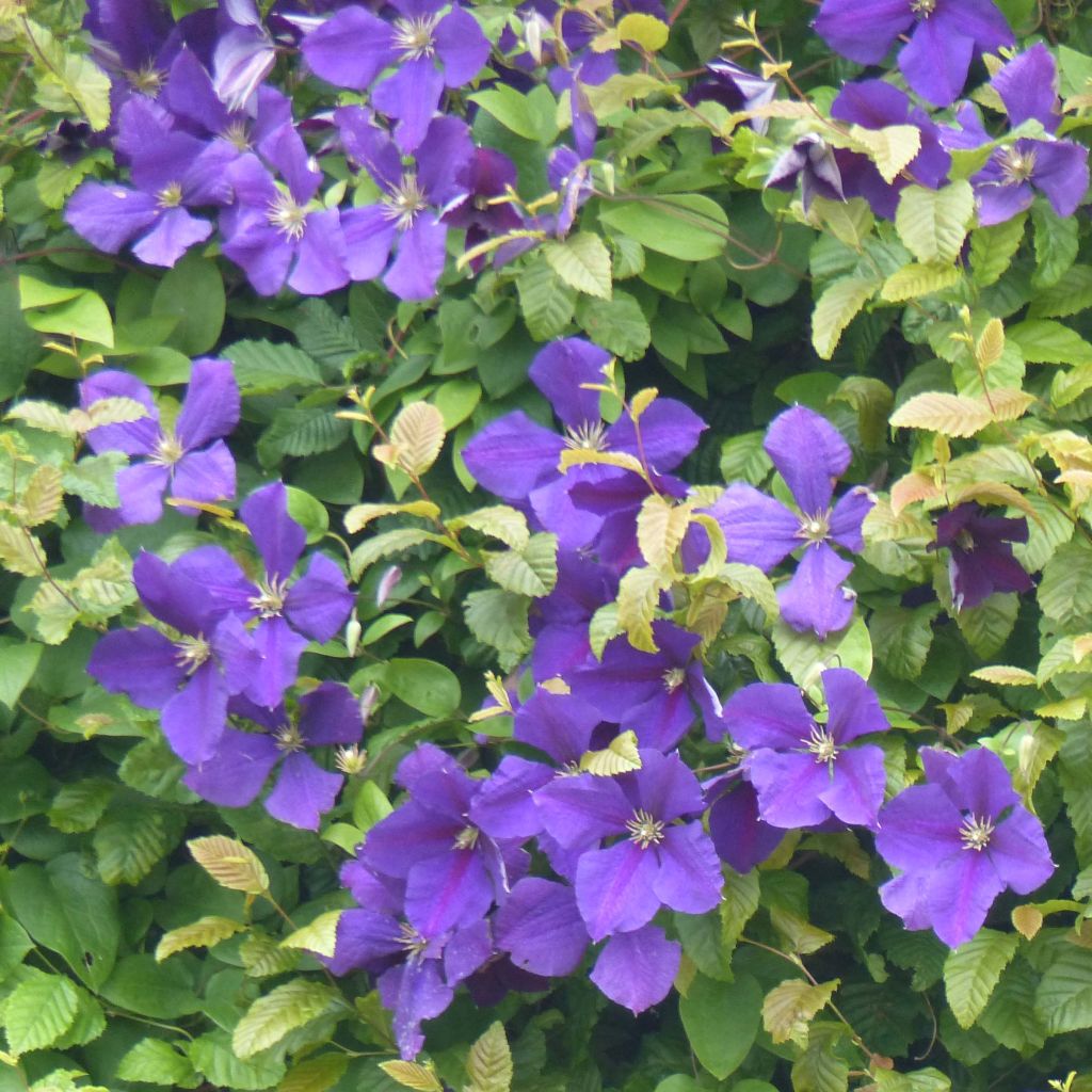 Clematis jackmanii - Clematis vine