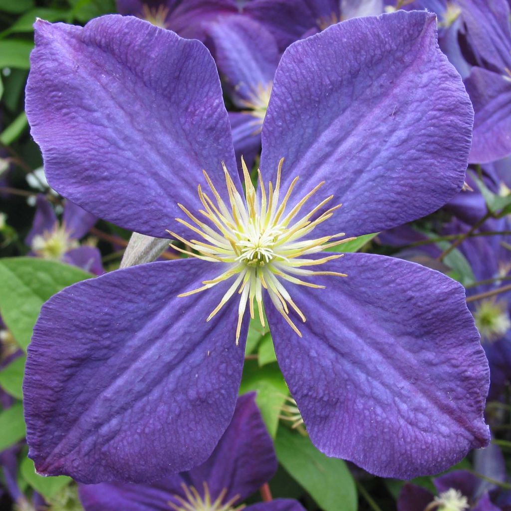 Clematis jackmanii - Clematis vine