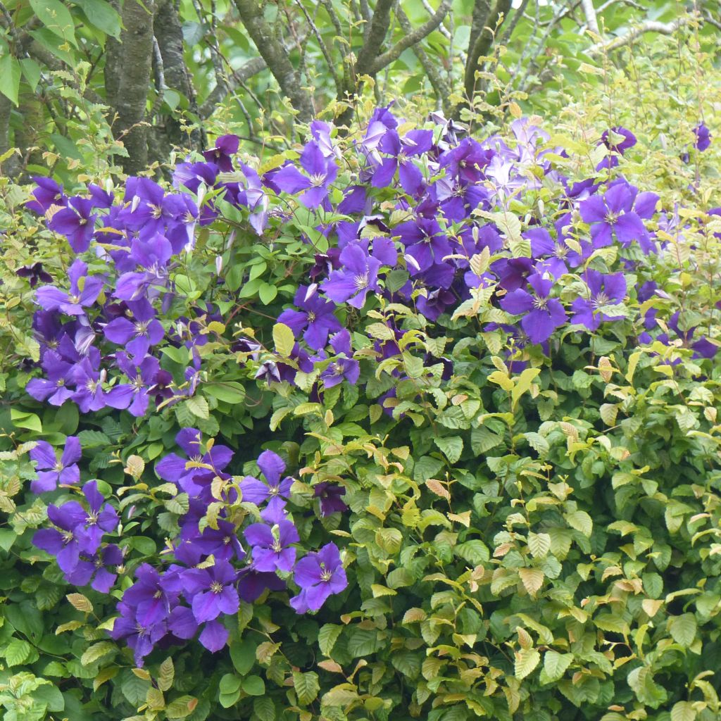 Clematis jackmanii - Clematis vine