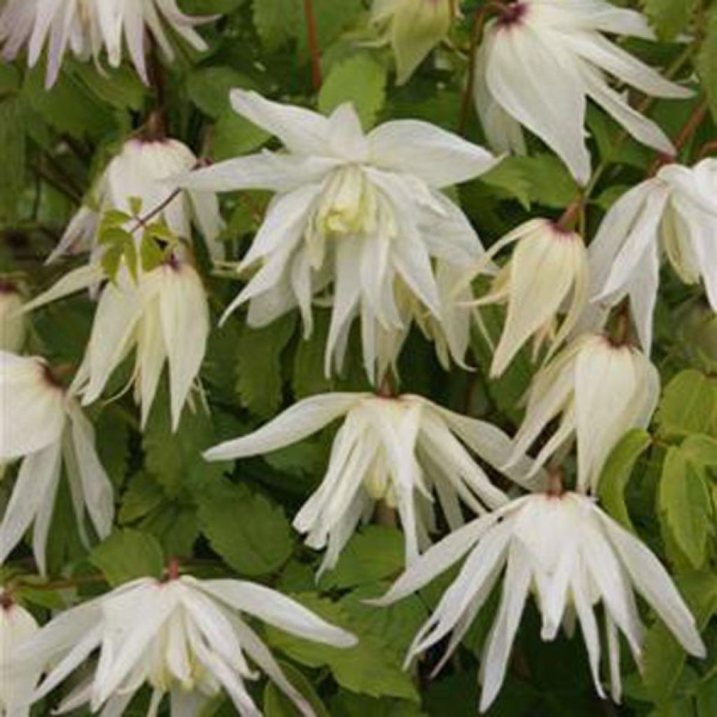 Clematis atragene alpina Plena