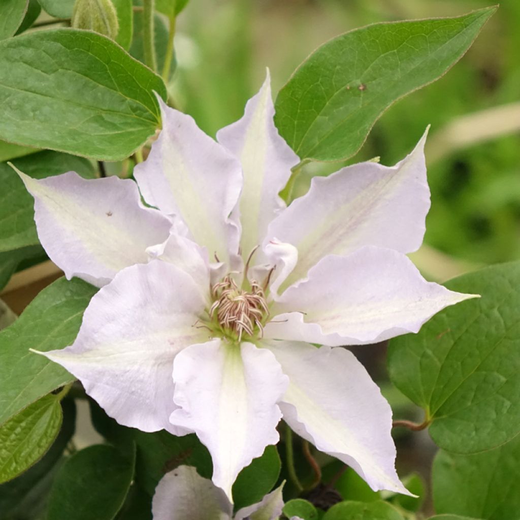 Clematis Three Sisters blue trio- The President, The Vagabond and Multi Blue