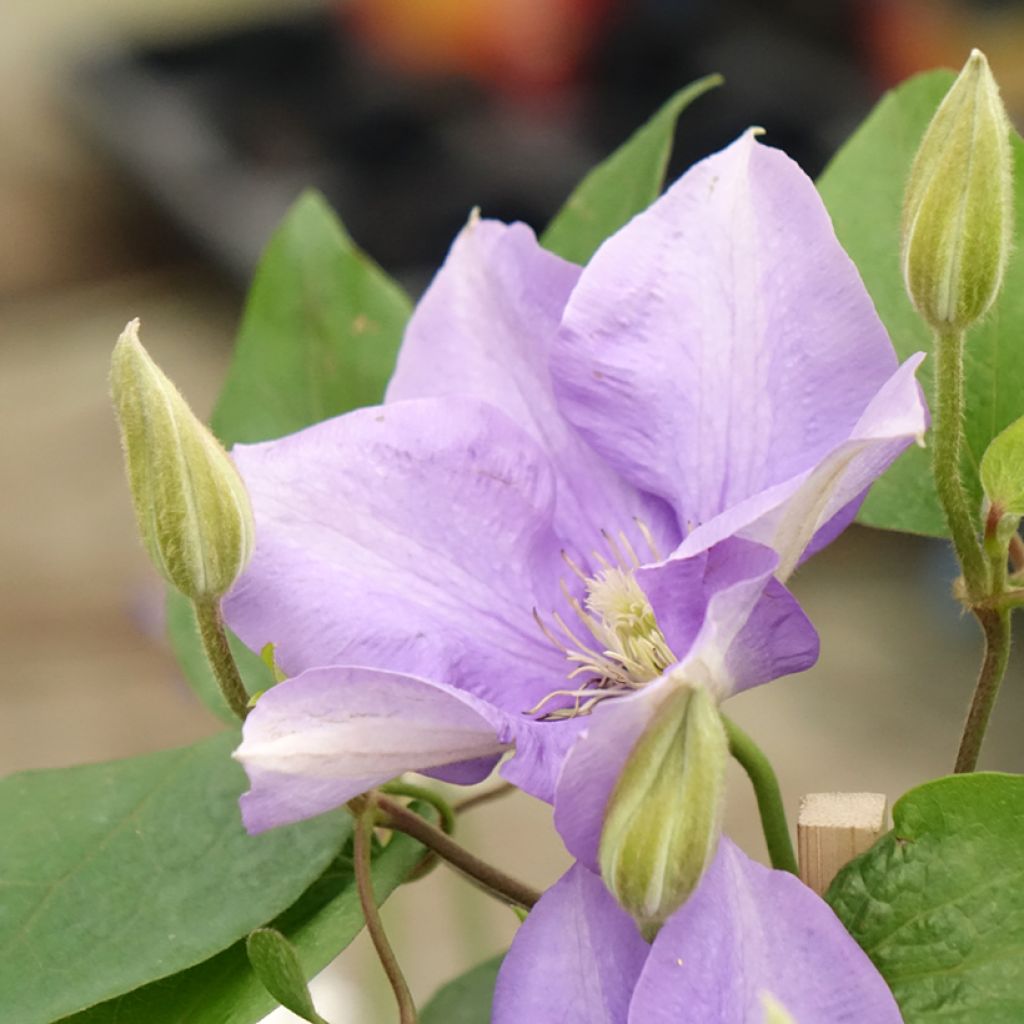 Clematis Three Sisters blue trio- The President, The Vagabond and Multi Blue