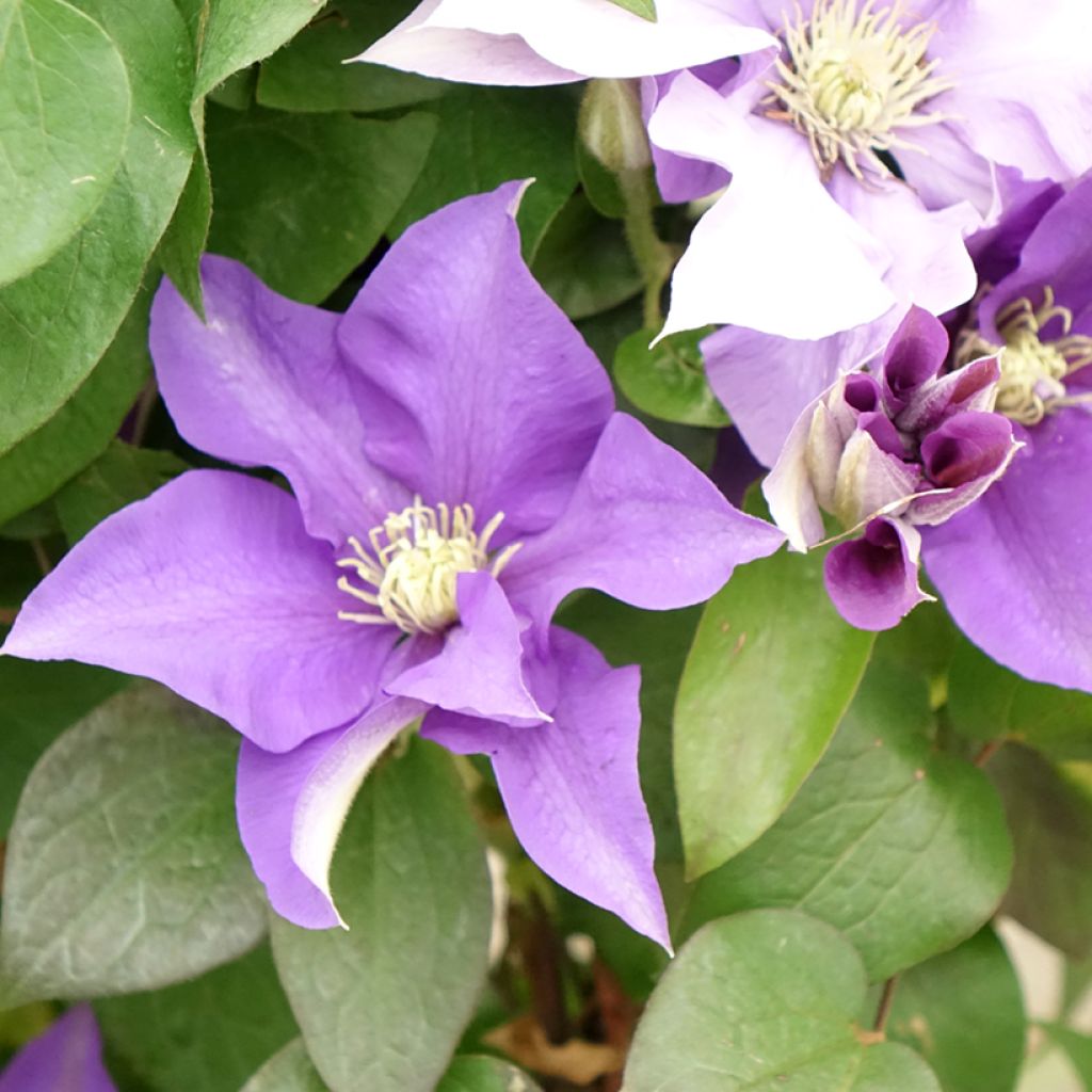 Clematis Three Sisters blue trio- The President, The Vagabond and Multi Blue