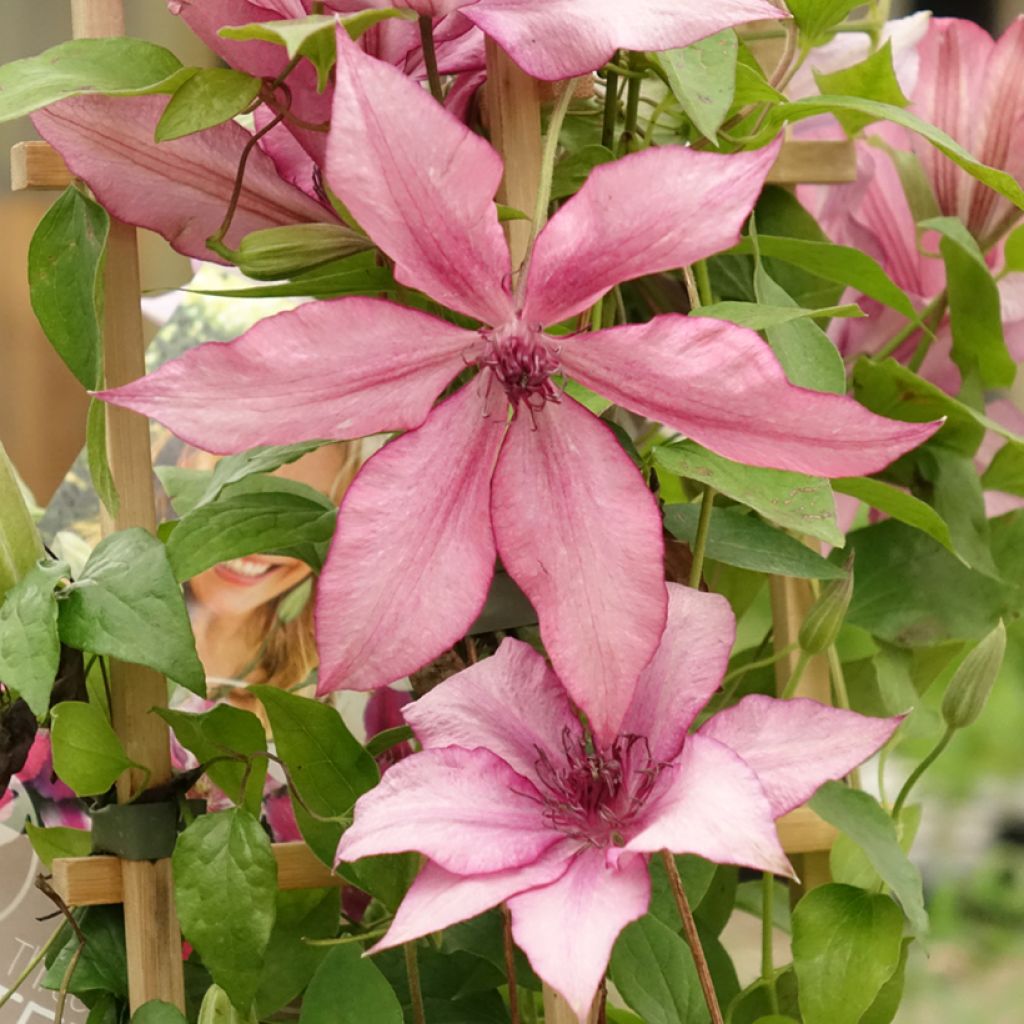 Clematis Three Sisters trio