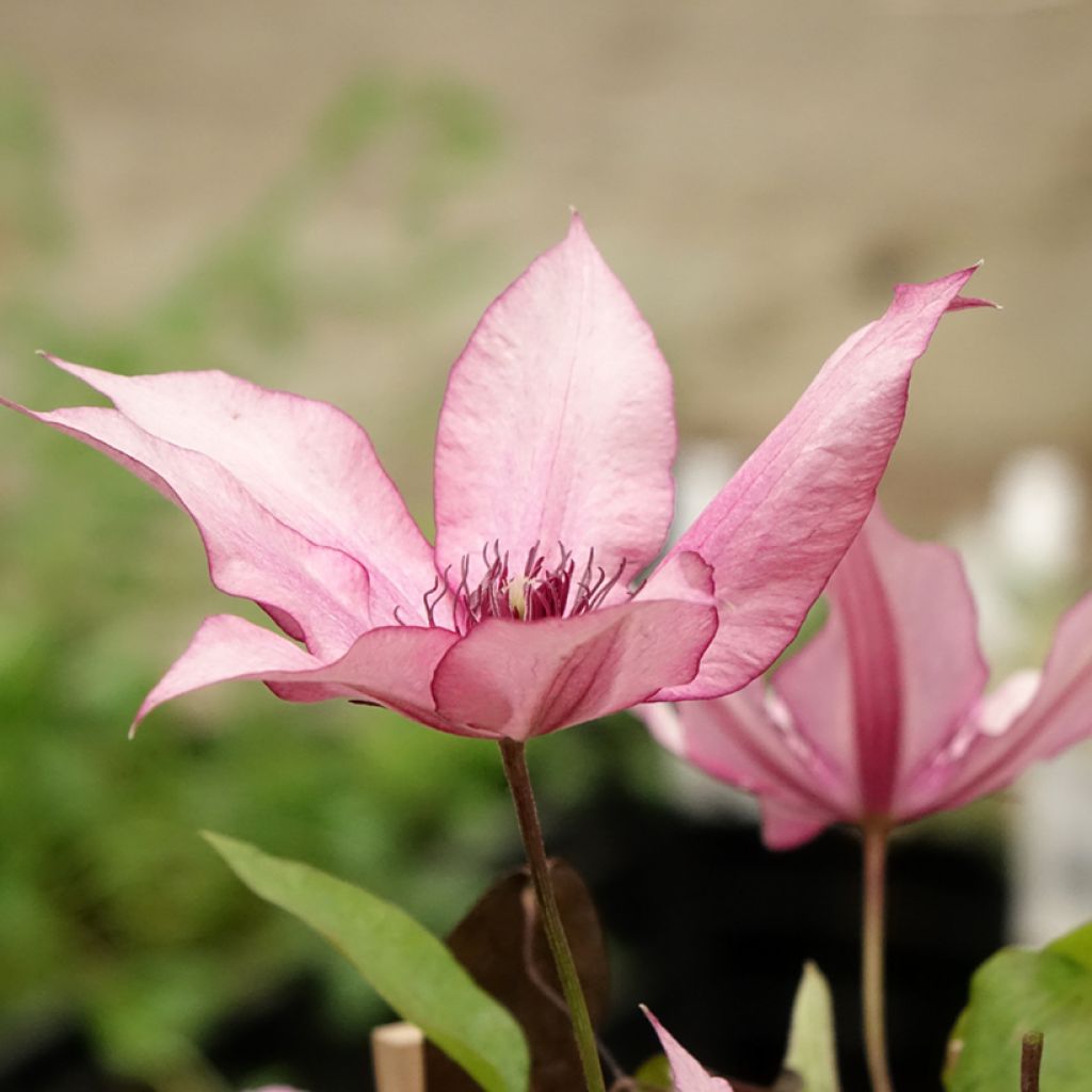 Clematis Three Sisters trio