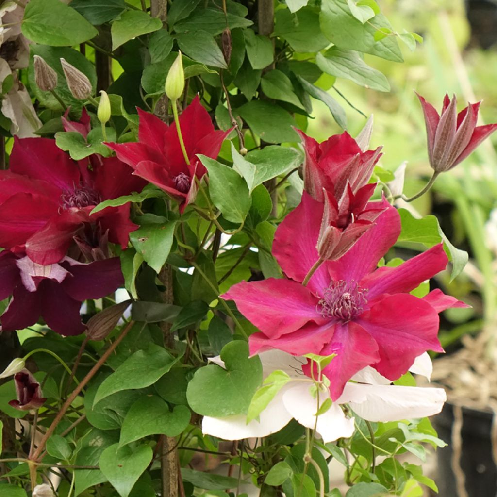 Clematis Red Mix - Rouge Cardinal, Mrs N. Thompson and Doctor Ruppel