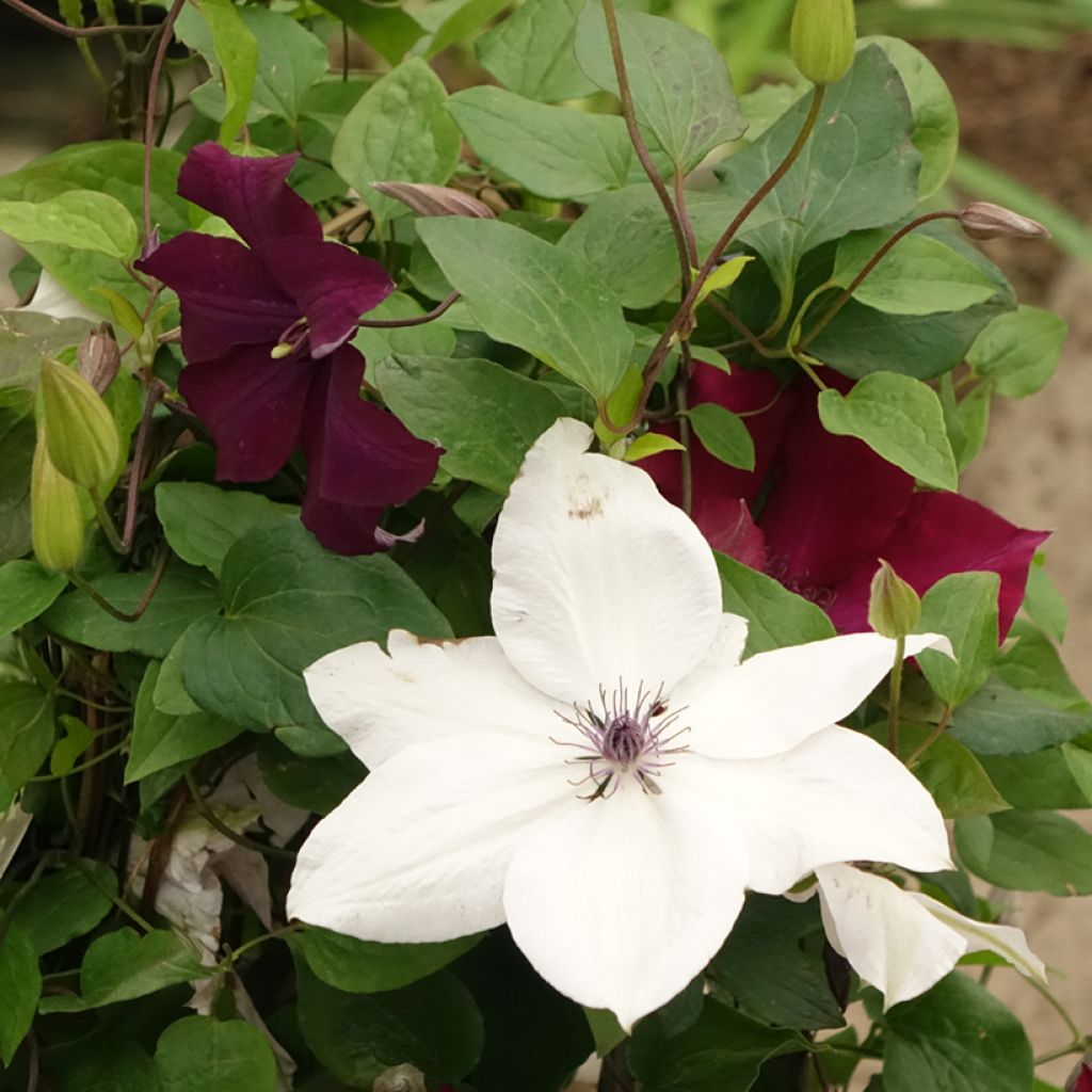 Clematis Red Mix - Rouge Cardinal, Mrs N. Thompson and Doctor Ruppel