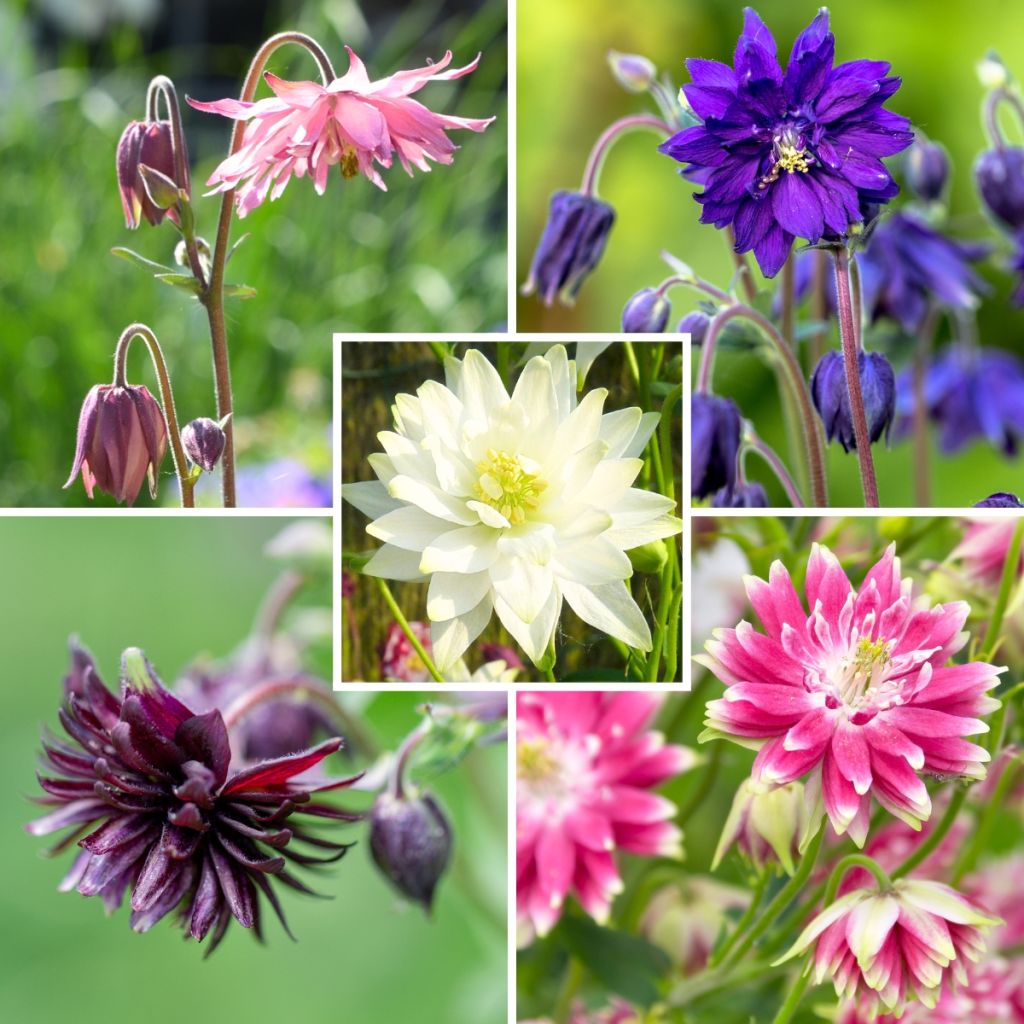 Barlow Double Aquilegia Collection