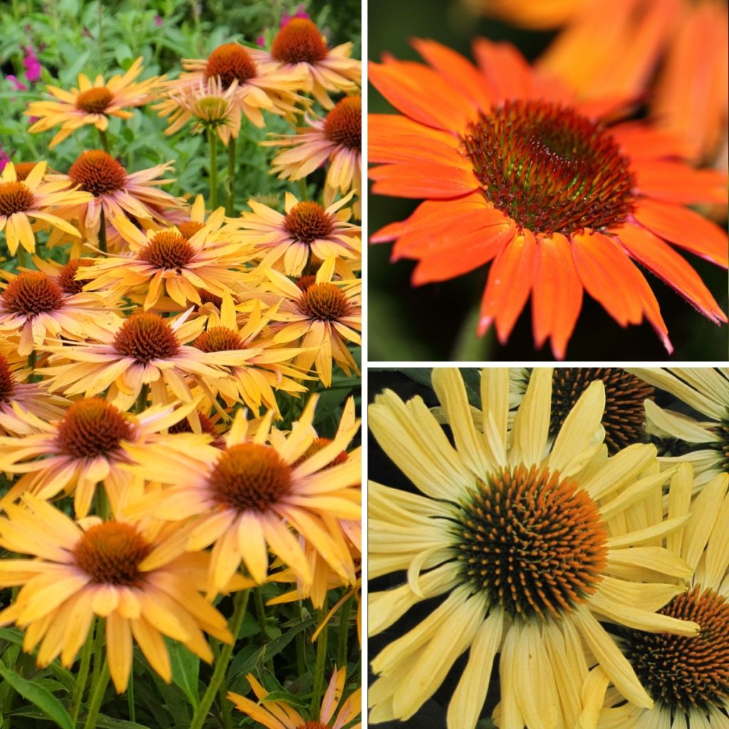 Hot Tones Echinacea Collection