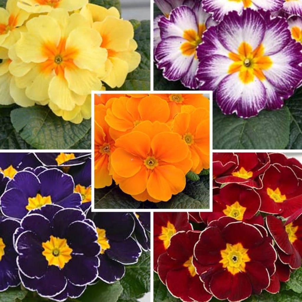 Primula Collection - Primrose