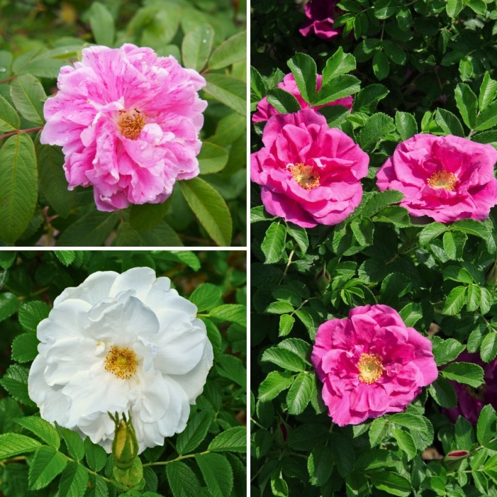 Collection of Double Rugosa Roses for a Romantic informal hedge