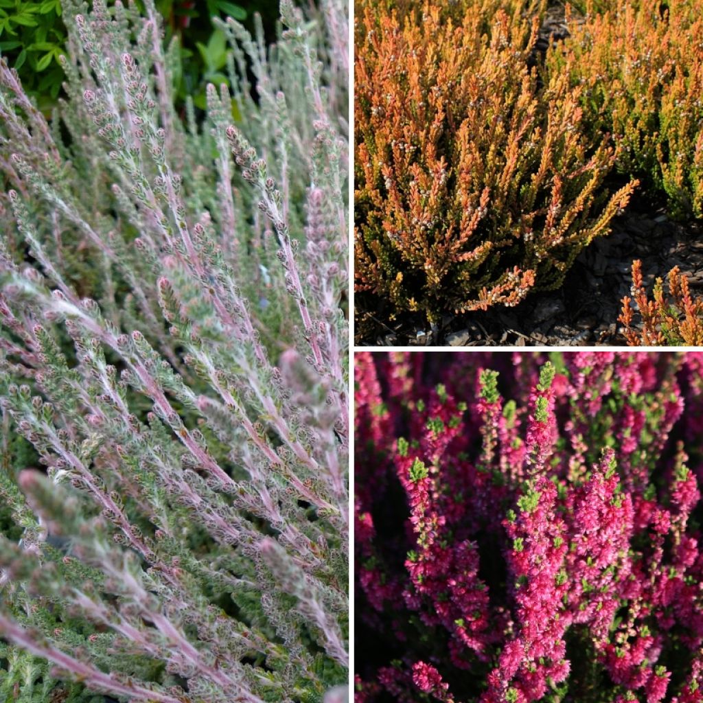 Calluna vulgaris collection - Summer Heather Collection