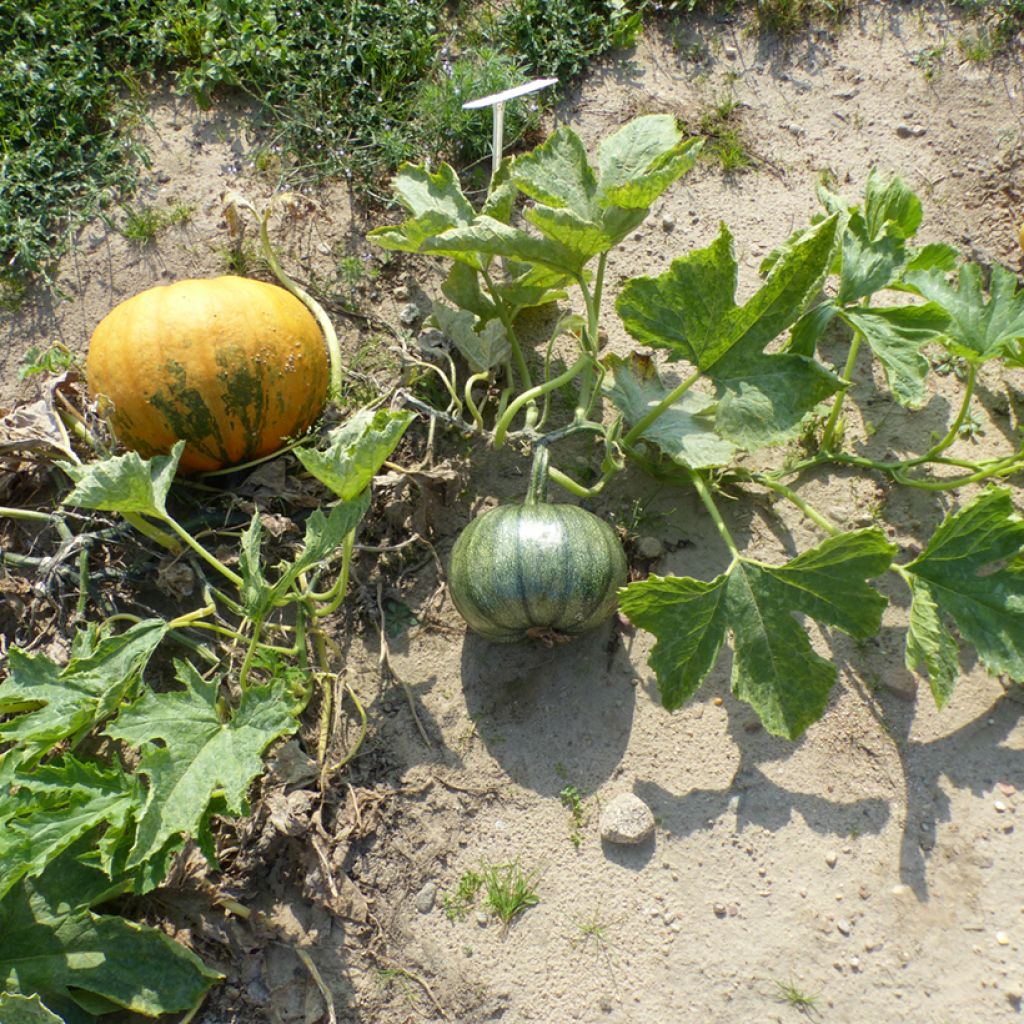 Zucchini Miranda - seeds - Cucurbita pepo