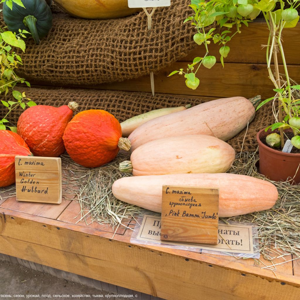 Pumpkin Pink Jumbo Banana - Cucurbita maxima