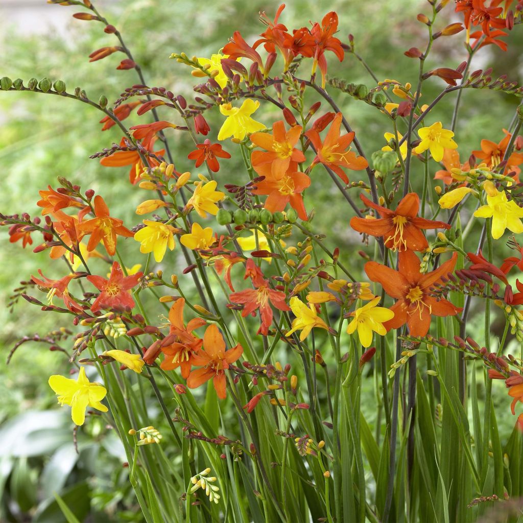 Crocosmia crocosmiiflora Small flowers Mix 