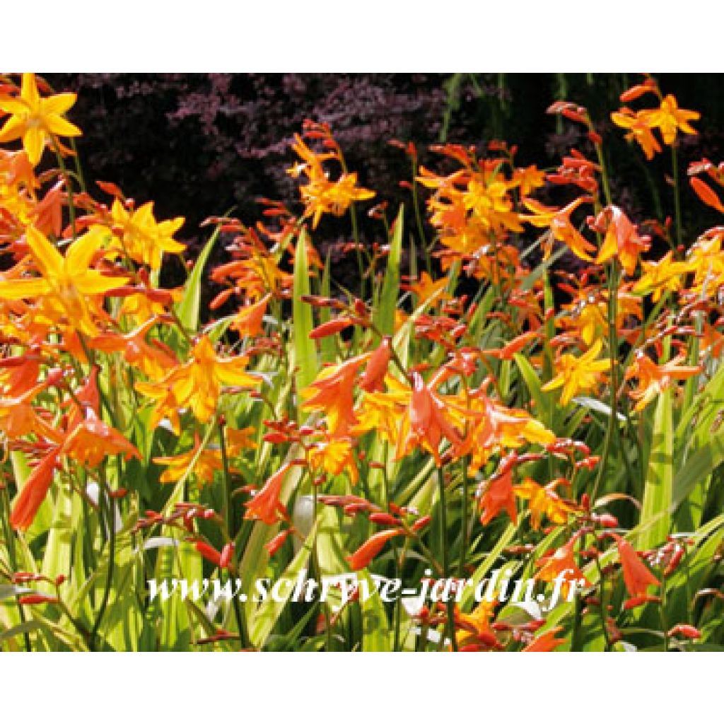 Crocosmia Star of the West - Montbretia