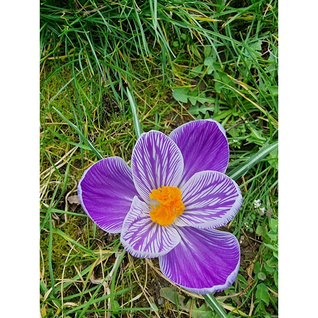 Crocus vernus Pickwick