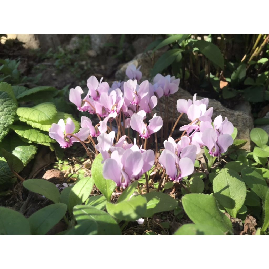 Pink Naples Cyclamen