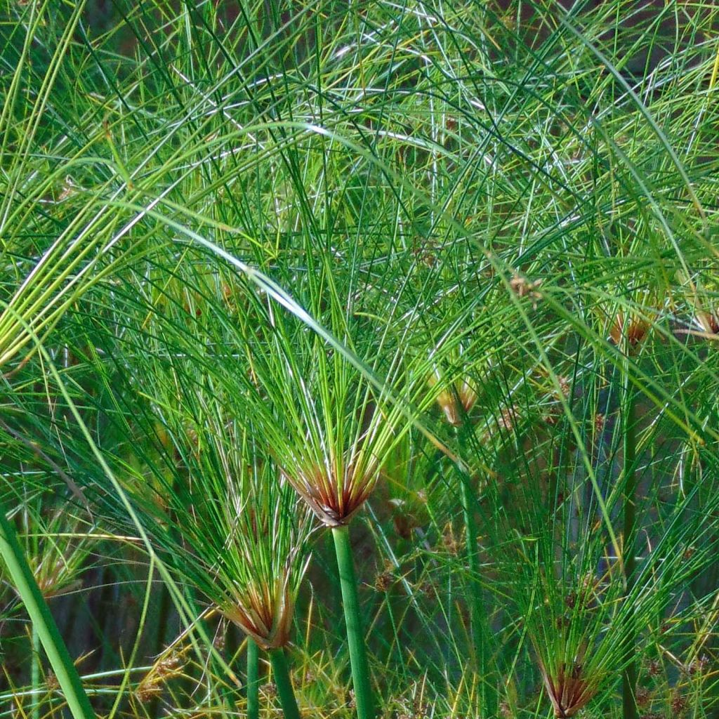 Cyperus papyrus Akhenaton