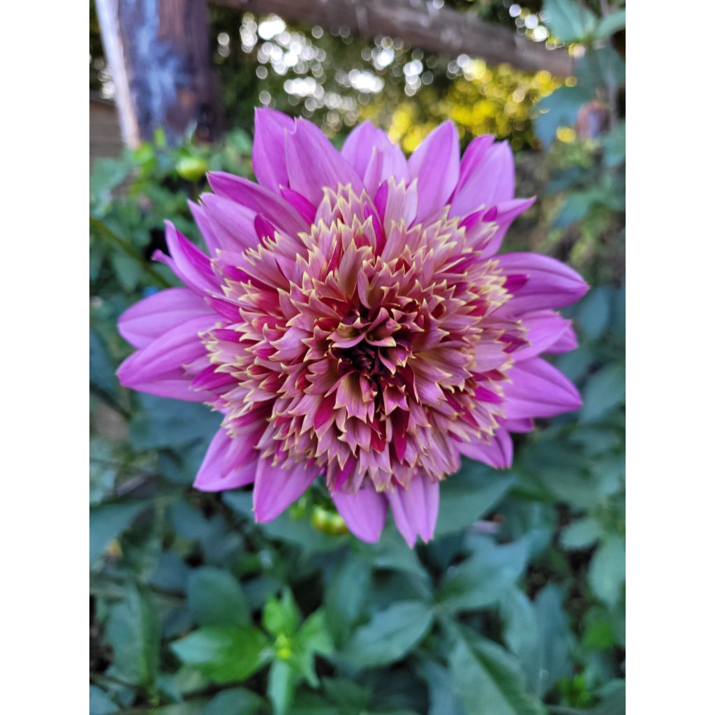 Dahlia Mambo