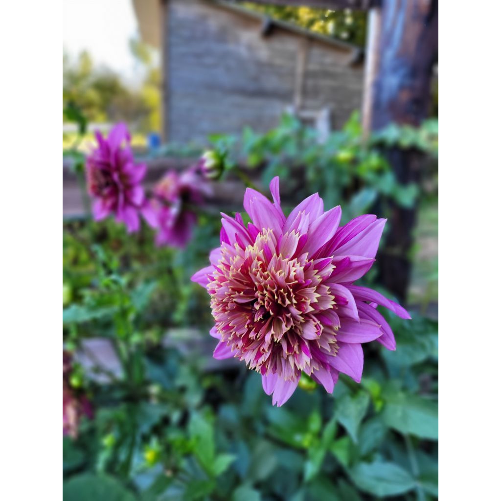 Dahlia Mambo