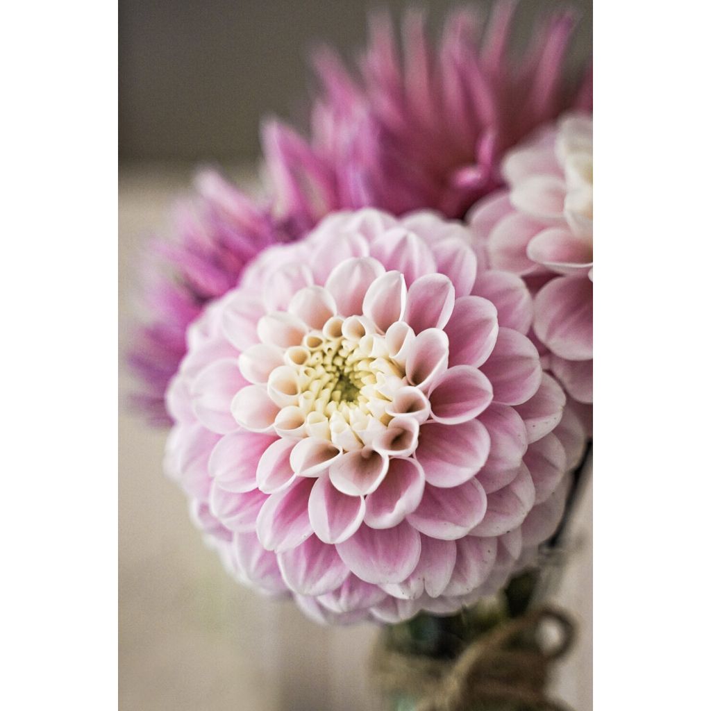 Dahlia Wizard Of Oz