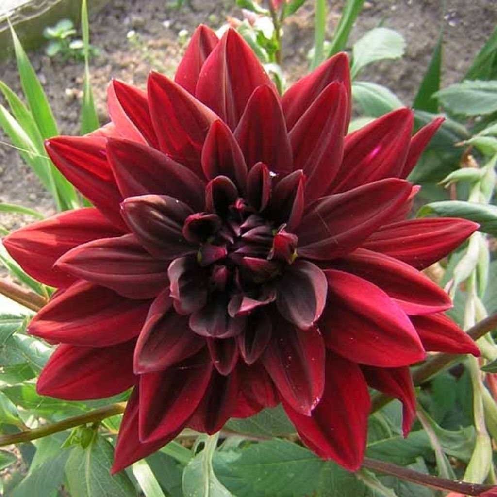 Dahlia Chat Noir