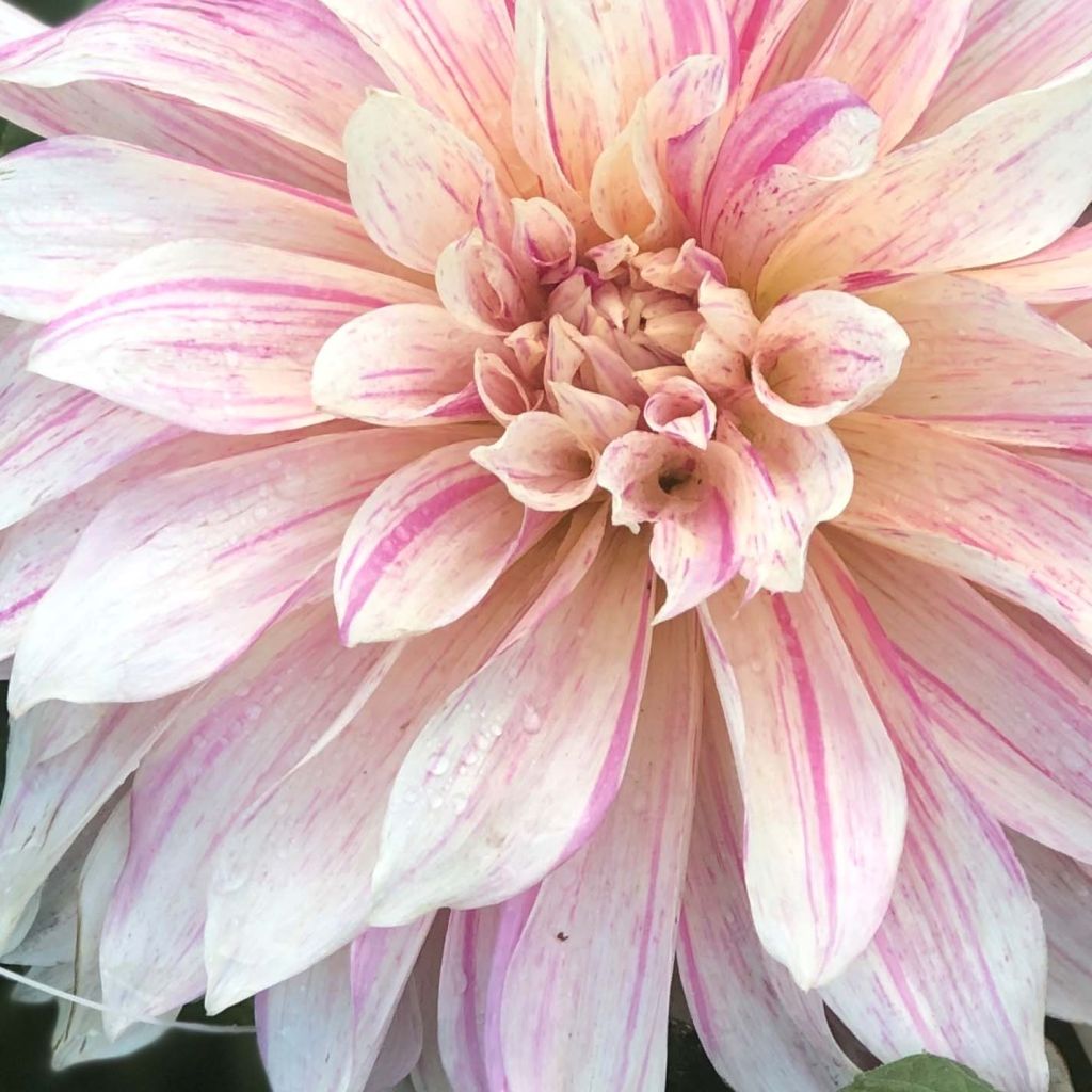 Dahlia Café au Lait Twist