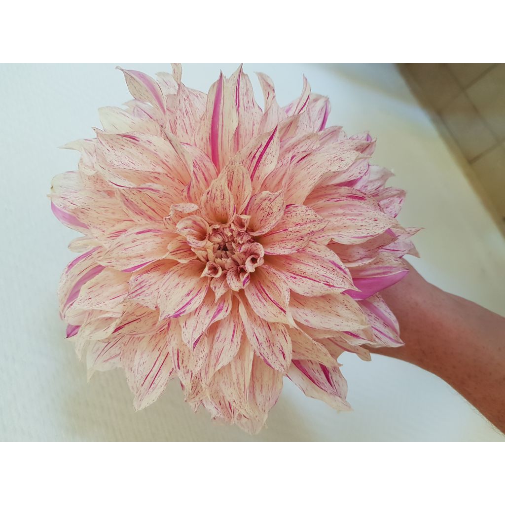 Dahlia Café au Lait Twist