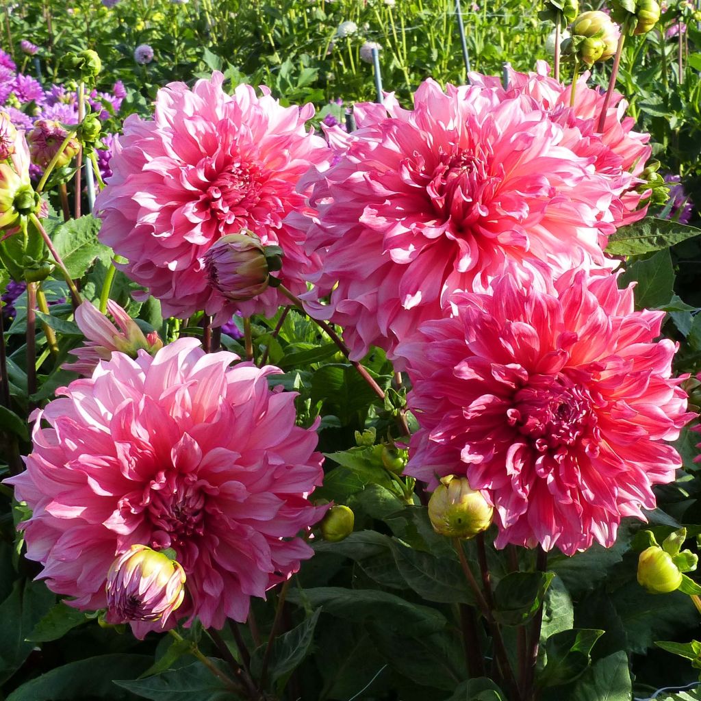 Dahlia Islander