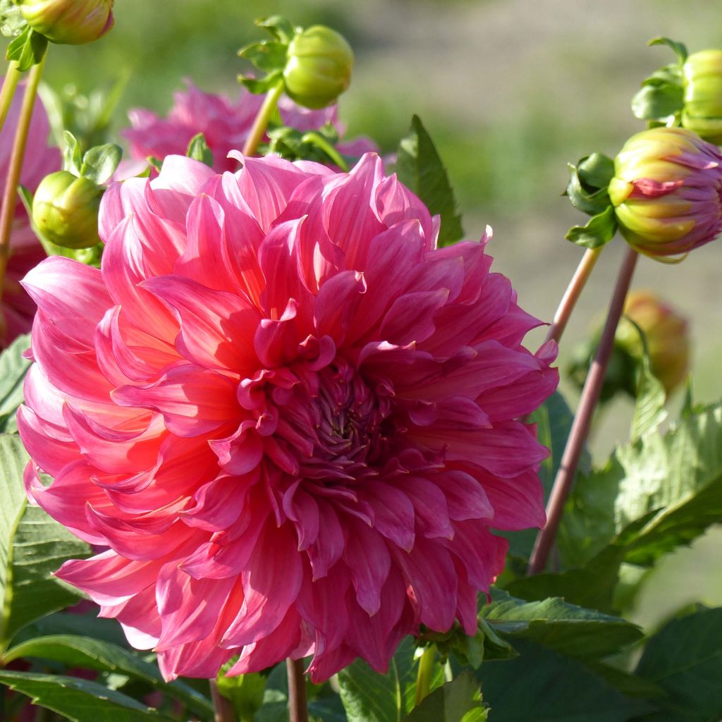 Dahlia Islander